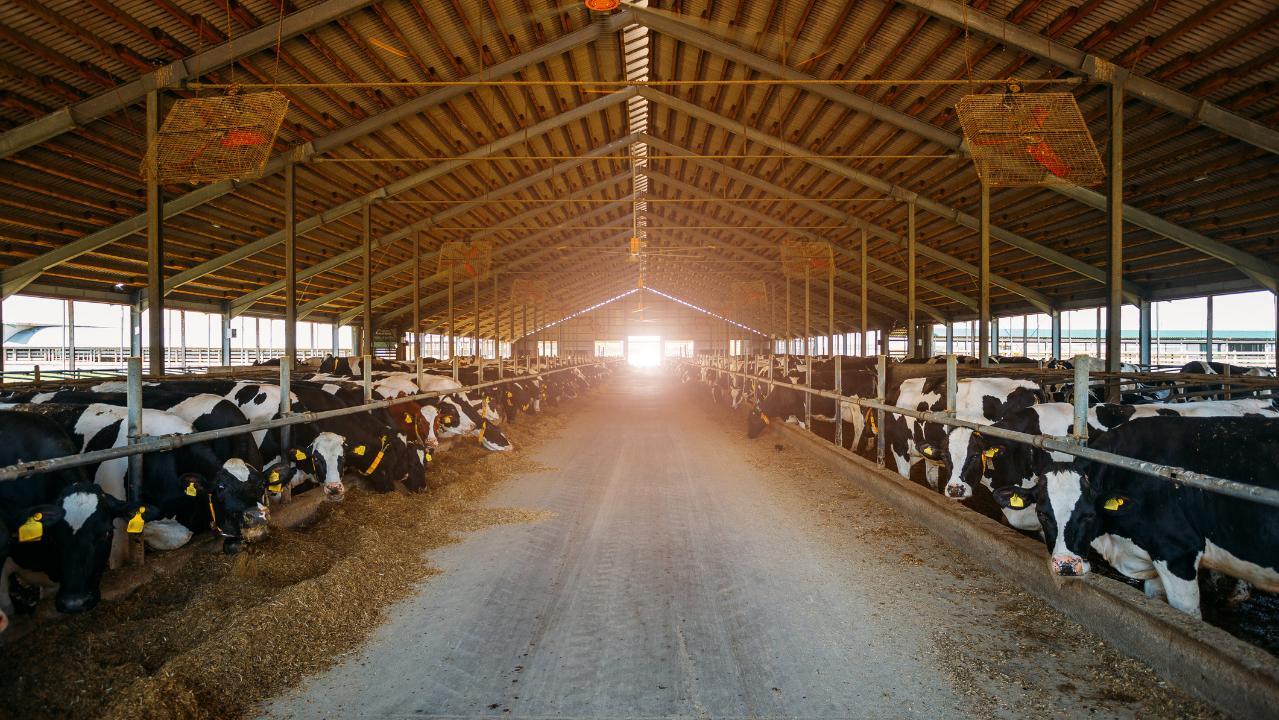 Coronavirus causes dairy farmers to endure economic hardship 