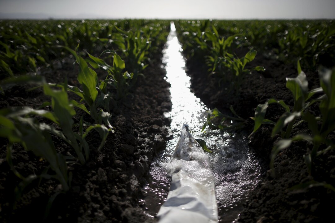 California farmer struggles for water