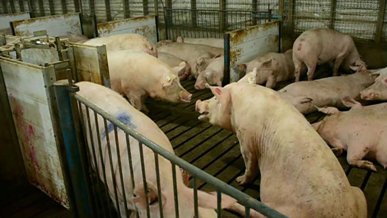 Mexico’s tariff on pork is unsettling: Ken Maschhoff