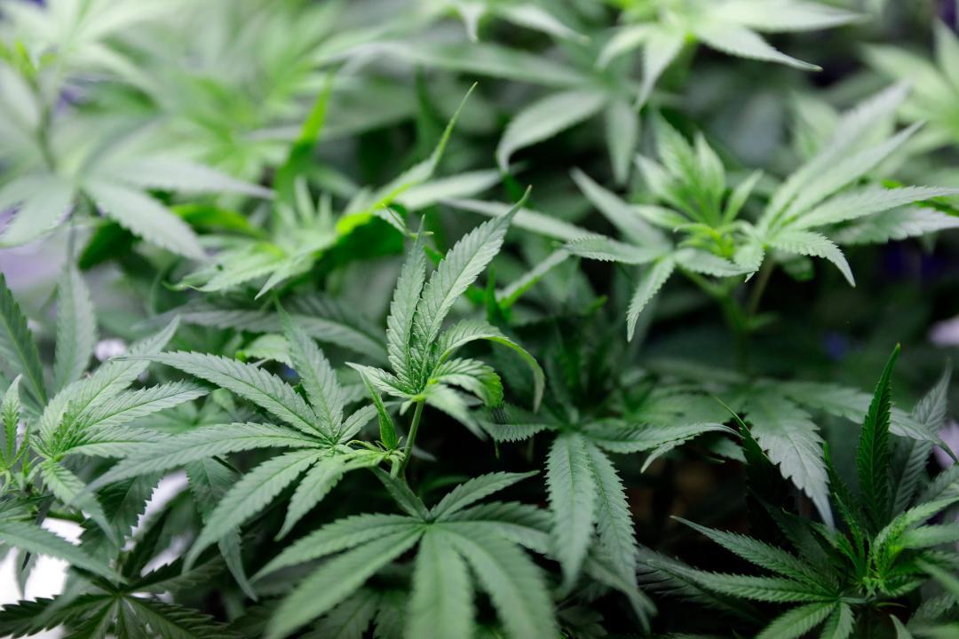 Recreational marijuana use causing crime increase in Colorado: El Paso County DA