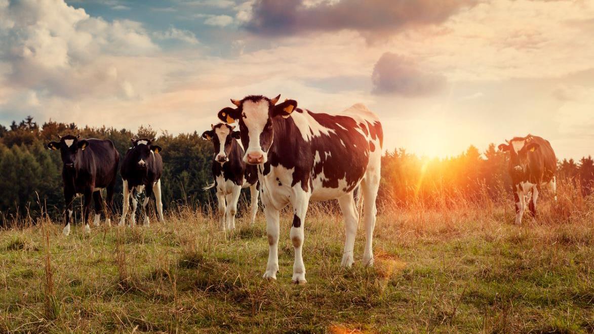 Creamery partners with BMW for cow-powered cars