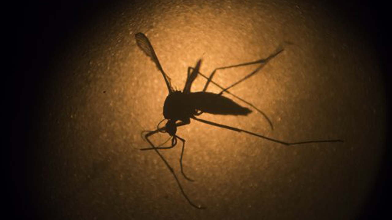 CDC Director on sexually transmitting Zika