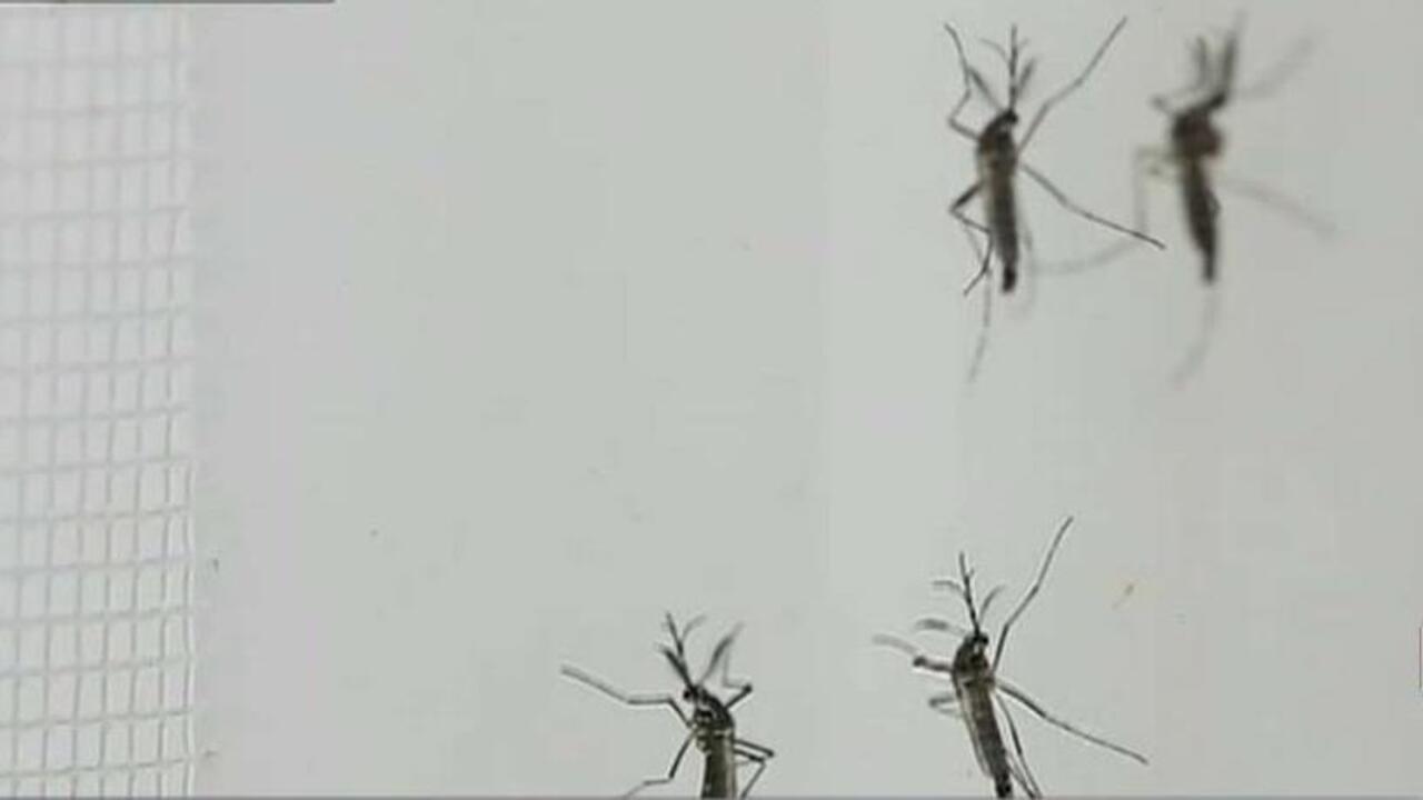 Use GMO mosquitoes to fight Zika?