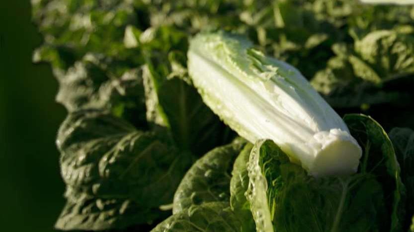 Romaine lettuce linked to deadly E. coli outbreak