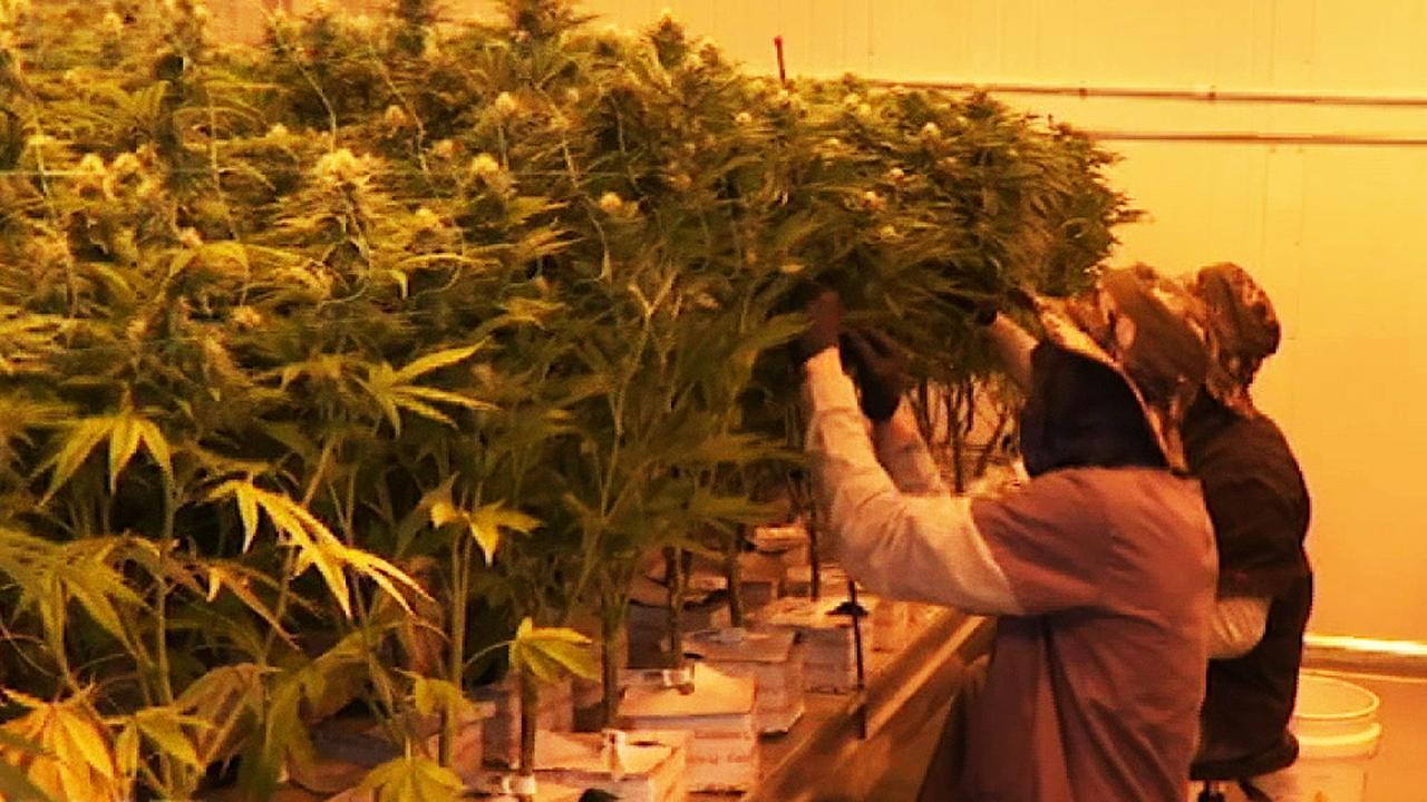 Medical marijuana getting released to registered dispensaries