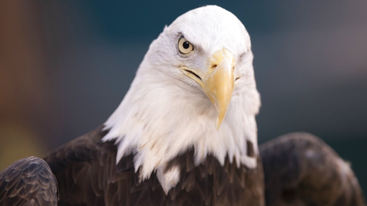 Wind turbines kill a 'staggering' number of bald eagles, wildlife every year: Jessica Hall