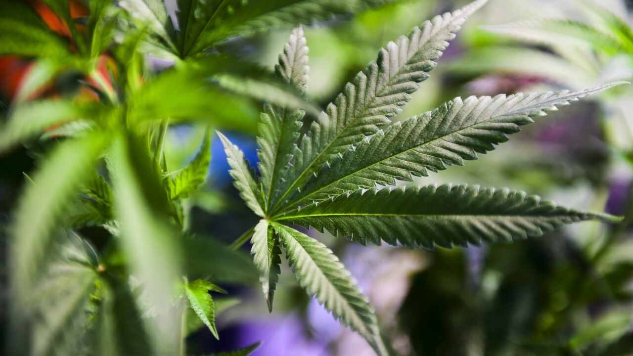 New Jersey recreational marijuana sales to roll in $4M through June