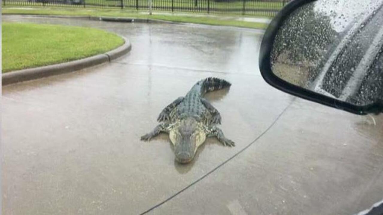 Hurricane Harvey warning: Beware of alligators