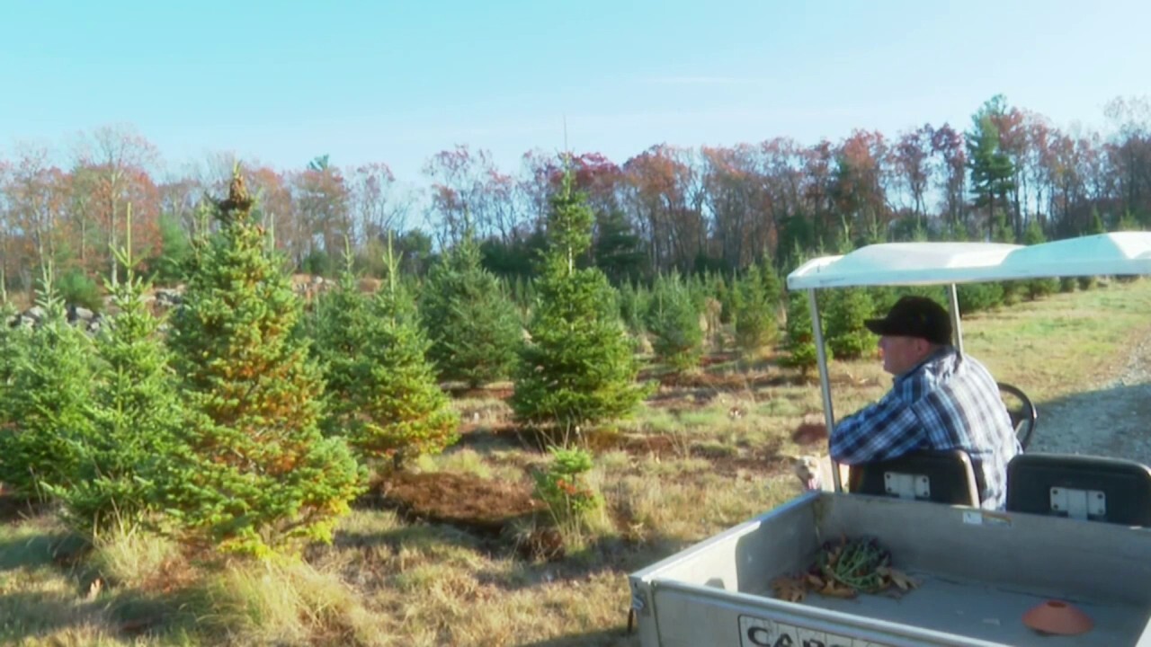 Chris Moran of Vandervalk Farm in Mendon, Mass., shares how this year he lost 500 young Christmas trees on the farm due to the unusually dry conditions in the Northeast. (Credit: WBZ-TV)