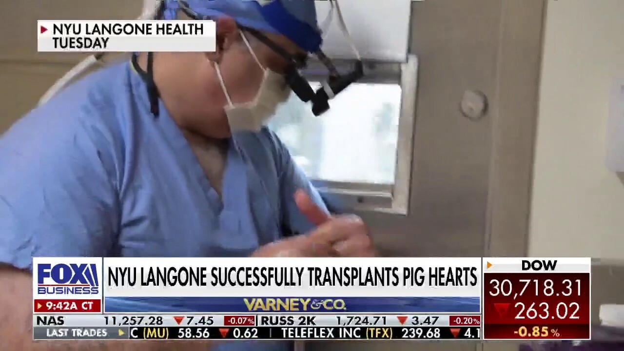 Doctors successfully transplant pig hearts into brain-dead patients