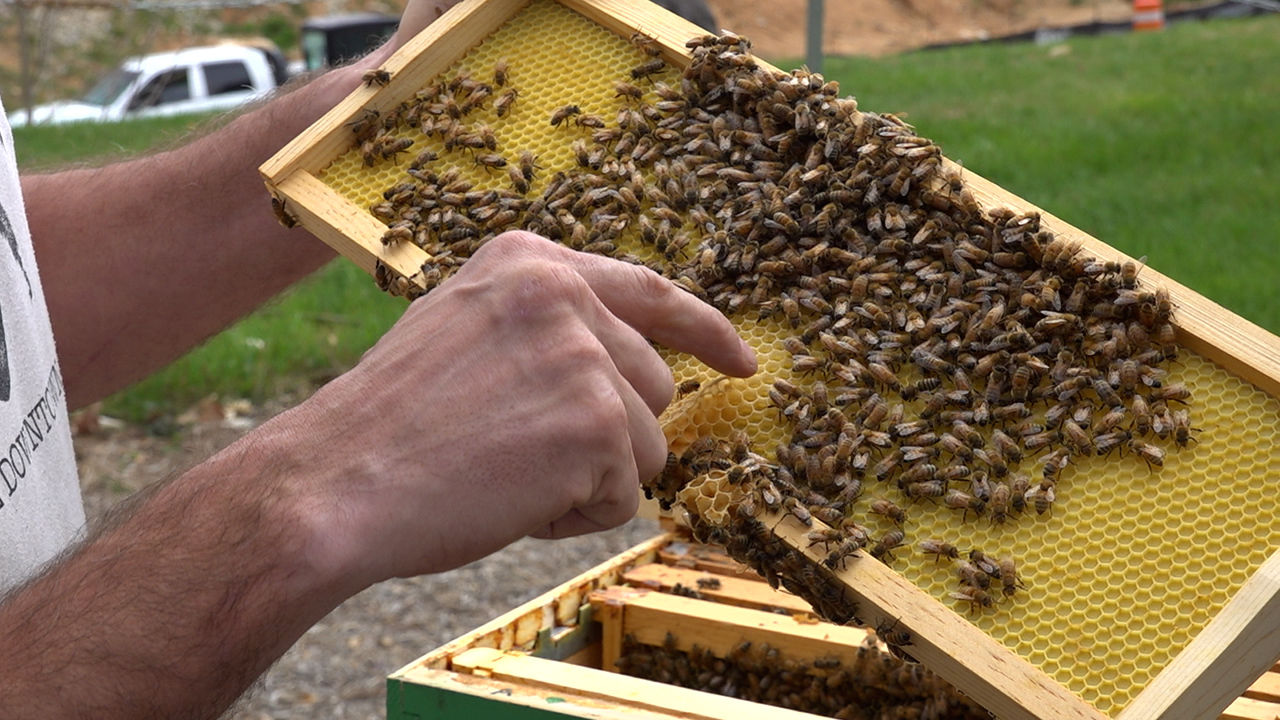 Beehives are being installed in places you might not usually see them