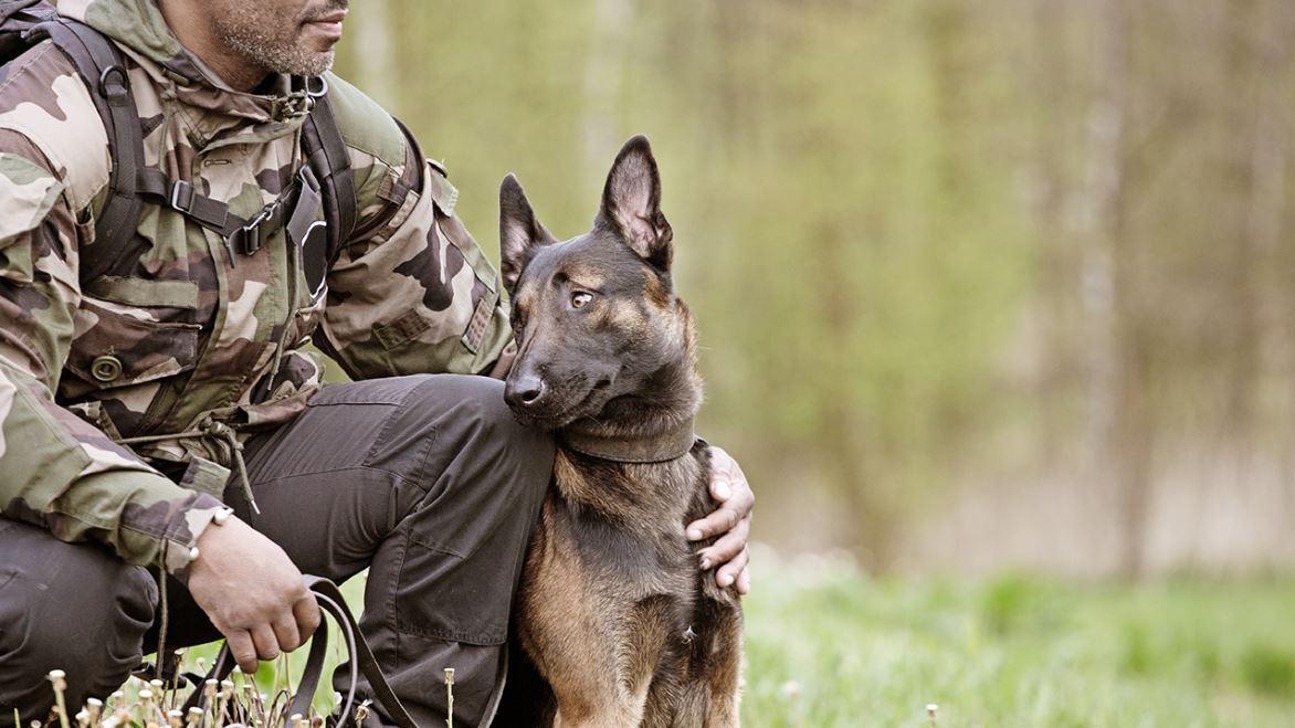Watch US military dogs in action, protecting freedom