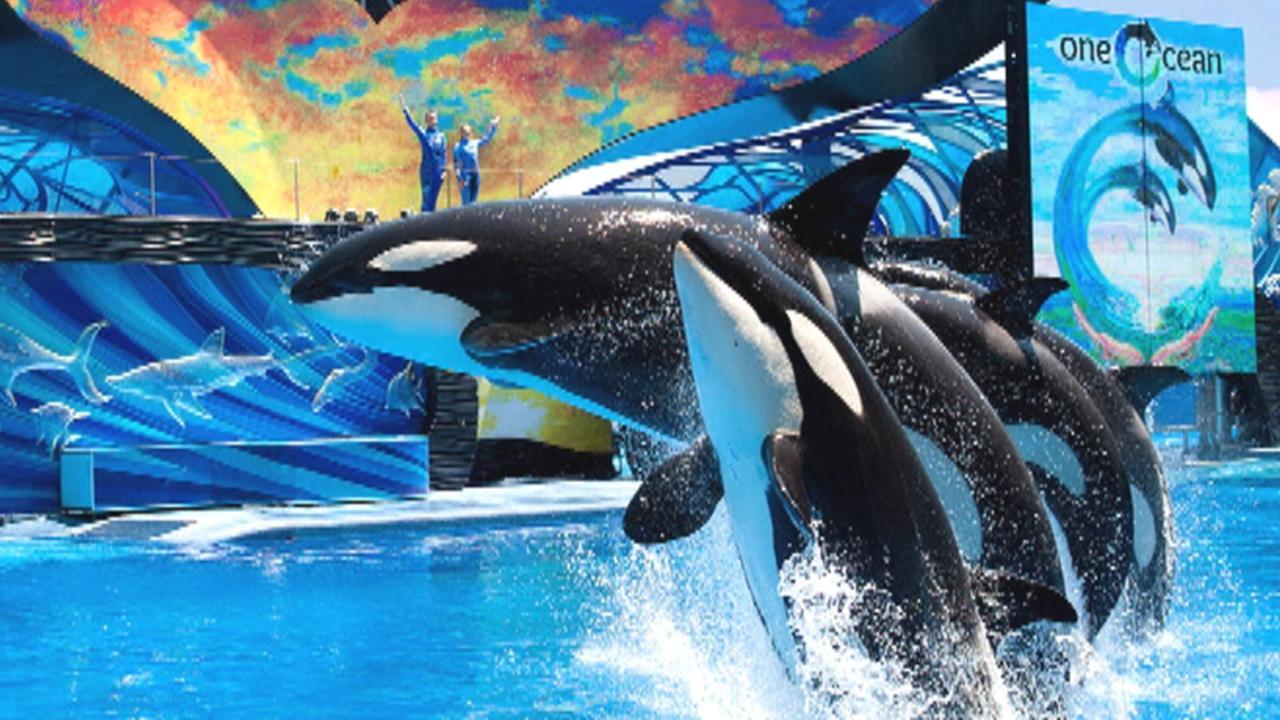 Increased attendance helps SeaWorld beat expectations