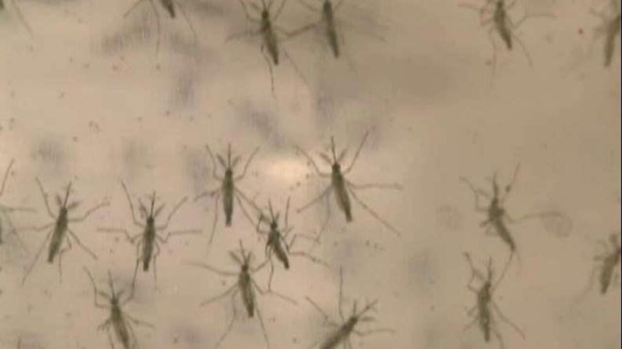 NIAID Director: We could see local outbreaks of Zika virus in the U.S.