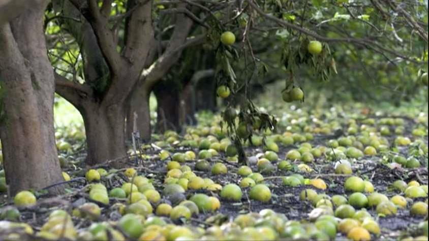 Helping the Florida citrus industry recovery after Irma
