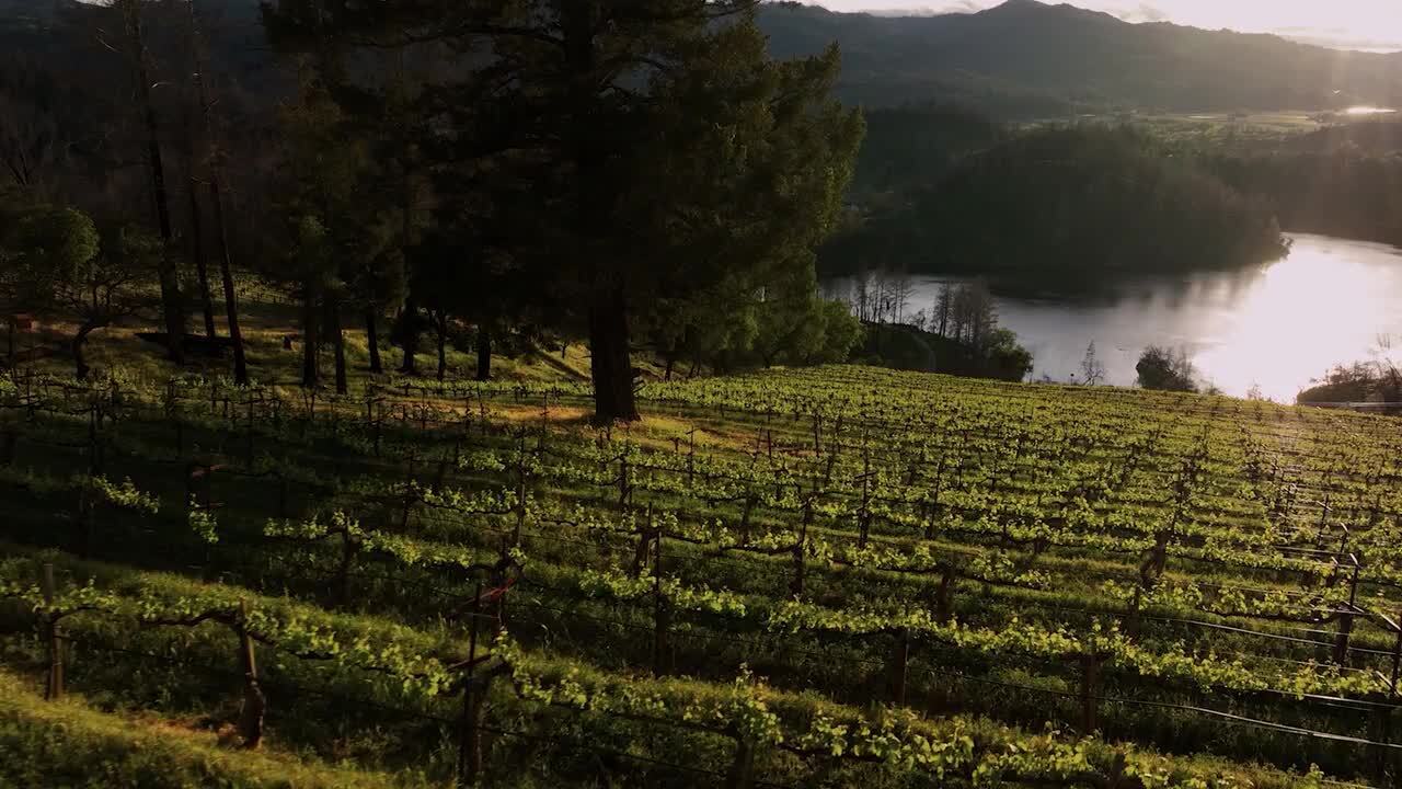 电影《教父》中有哪些易被忽略却令人深思的小细节？ - 七彩视界- 九号胡同- 手机版- Powered by Discuz!, image size:1280x720