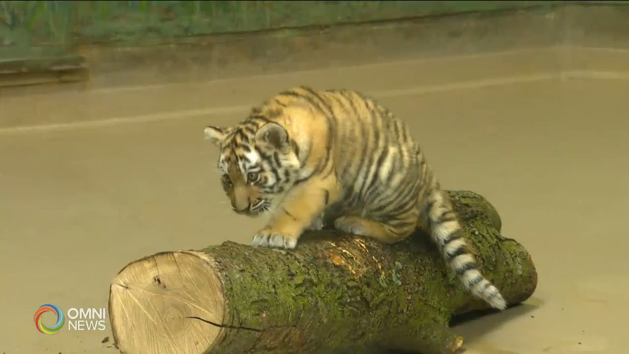 多伦多动物园老虎宝宝－ Jul 13, 2021
