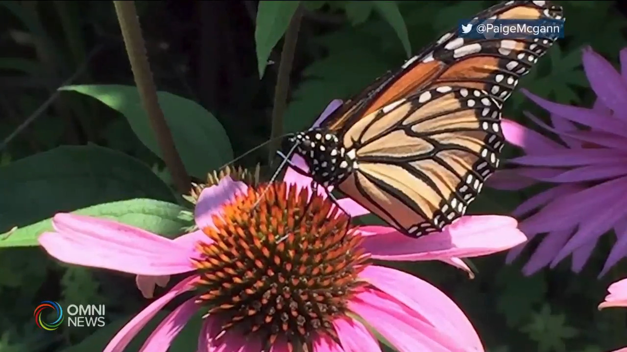 今年安省帝王斑蝴蝶數量增多 -- Jul 30, 2021 (ON)