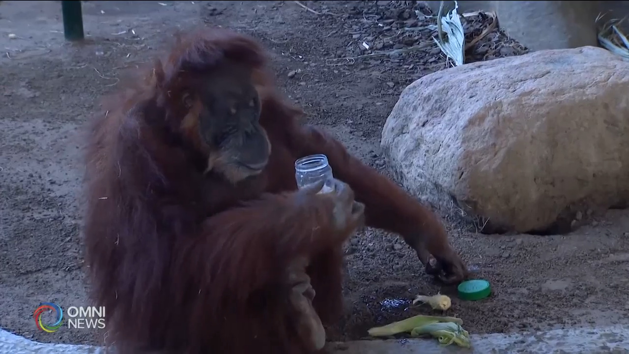 多伦多动物园为紅毛猩猩筹款－ Mar 05, 2021