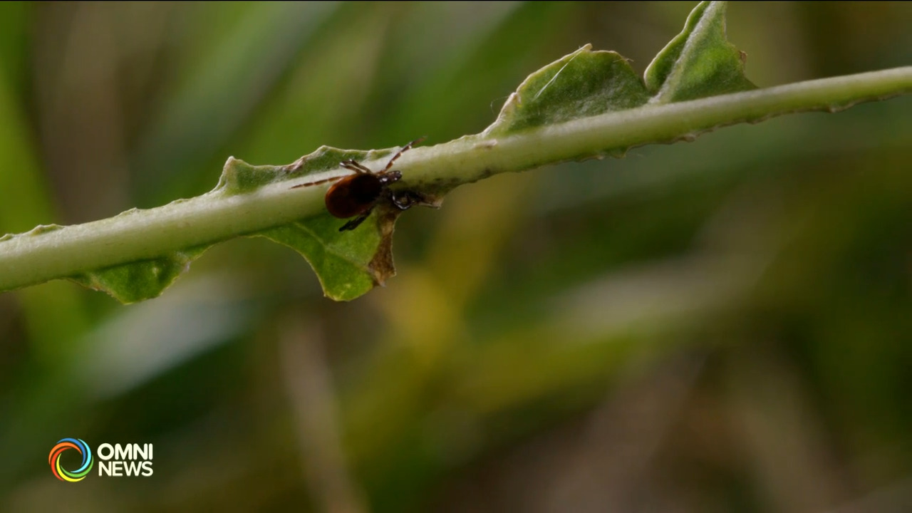 How to prevent infections from tick bites