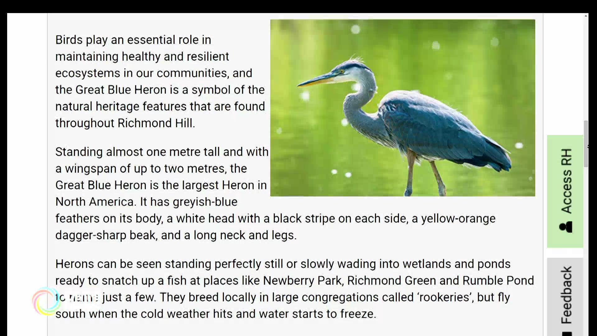 大蓝鹭獲选烈治文山市市鸟