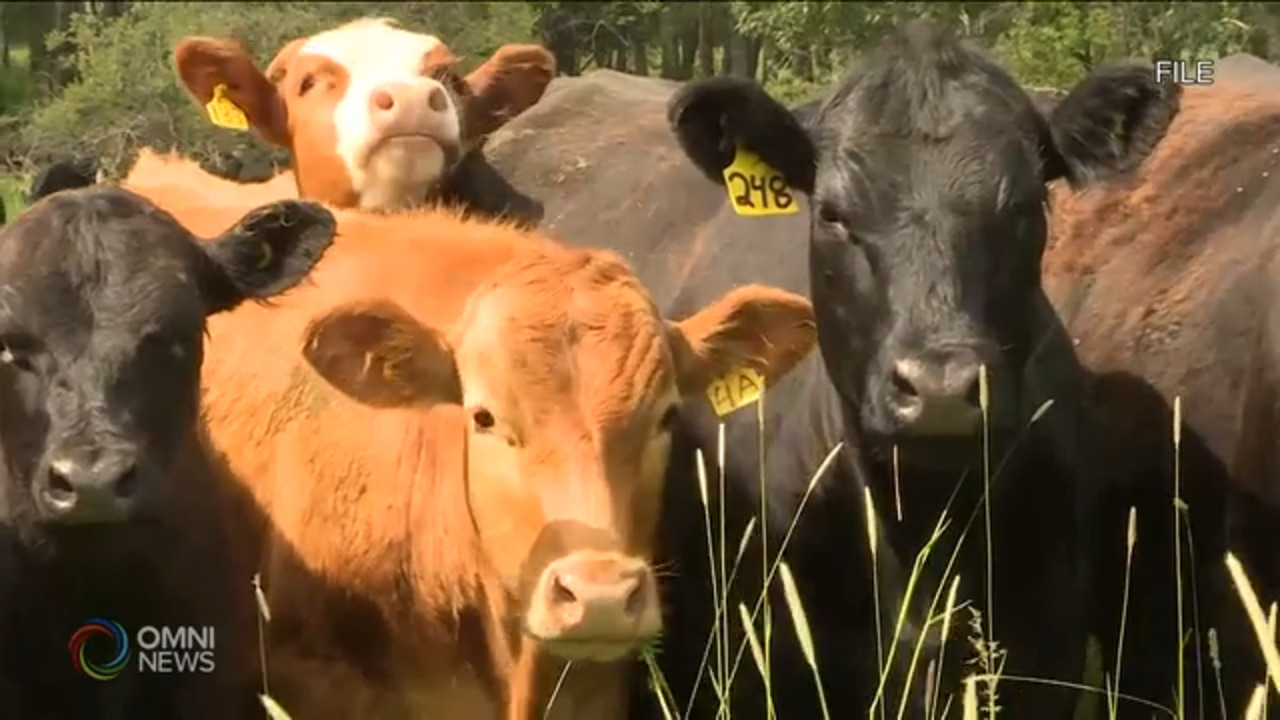 中国取消加拿大牛肉进口禁令