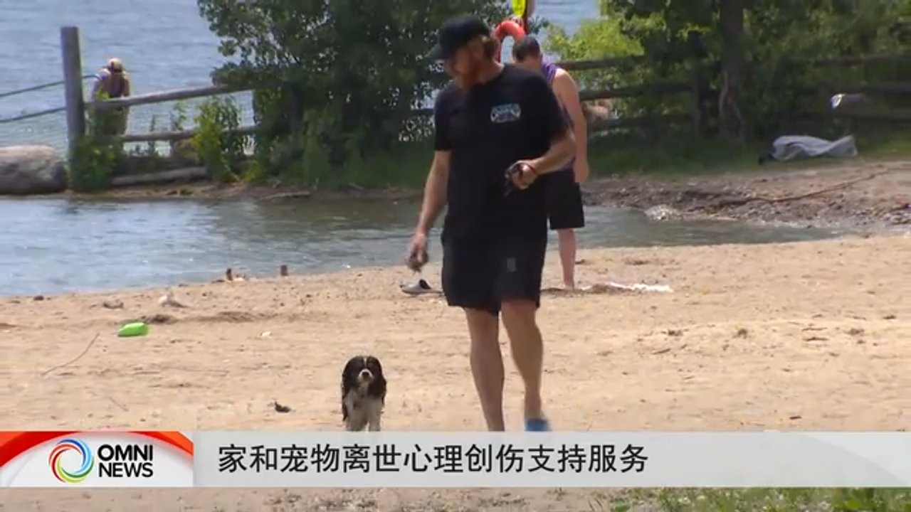 心理健康机构为宠物主人提供宠物离世心理支持