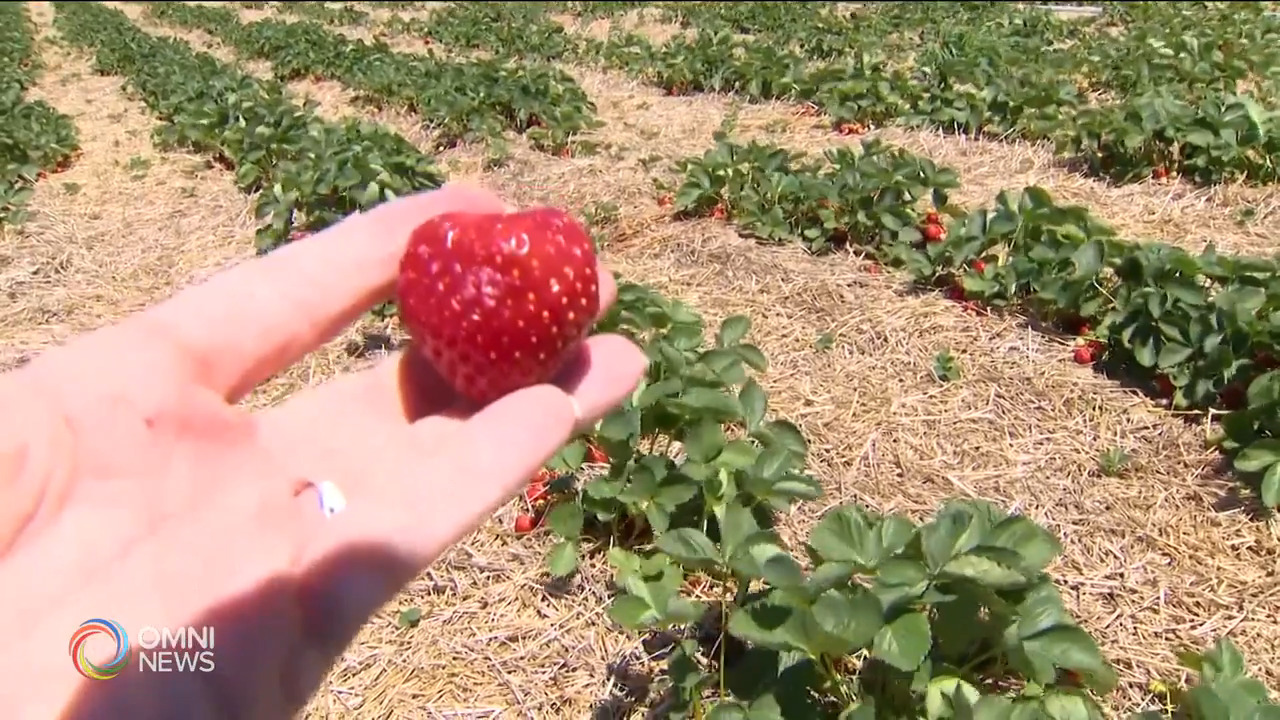 草莓對原住民別具象徵意義 -- Jun 22, 2021 (ON)