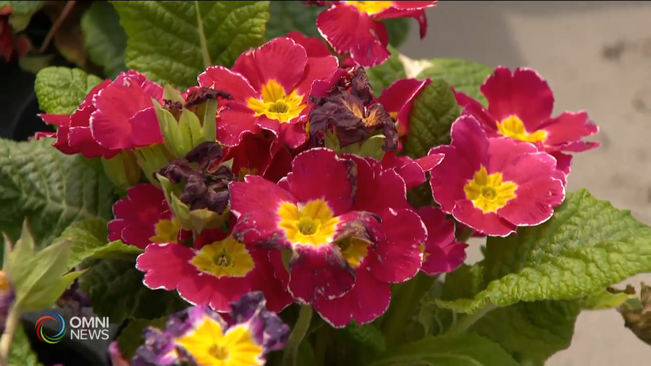 種植盆栽有助舒緩疫情下不安情緒-- Feb 25, 2021 (ON)