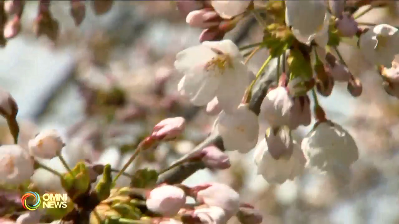 海柏公園即將迎來櫻花盛開期