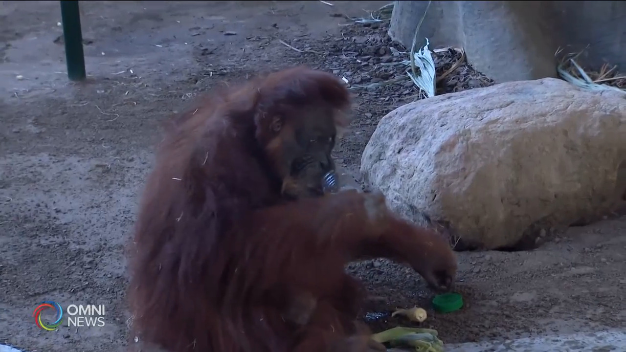 多倫多動物園全新猩猩戶外居所夏季完工 -- Mar 05, 2021 (ON)