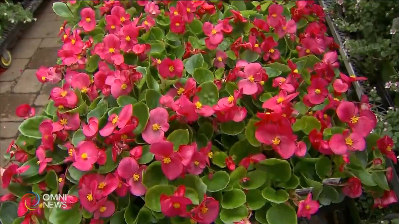 疫情期间莳花弄草有助舒缓情绪－ Feb 25, 2021