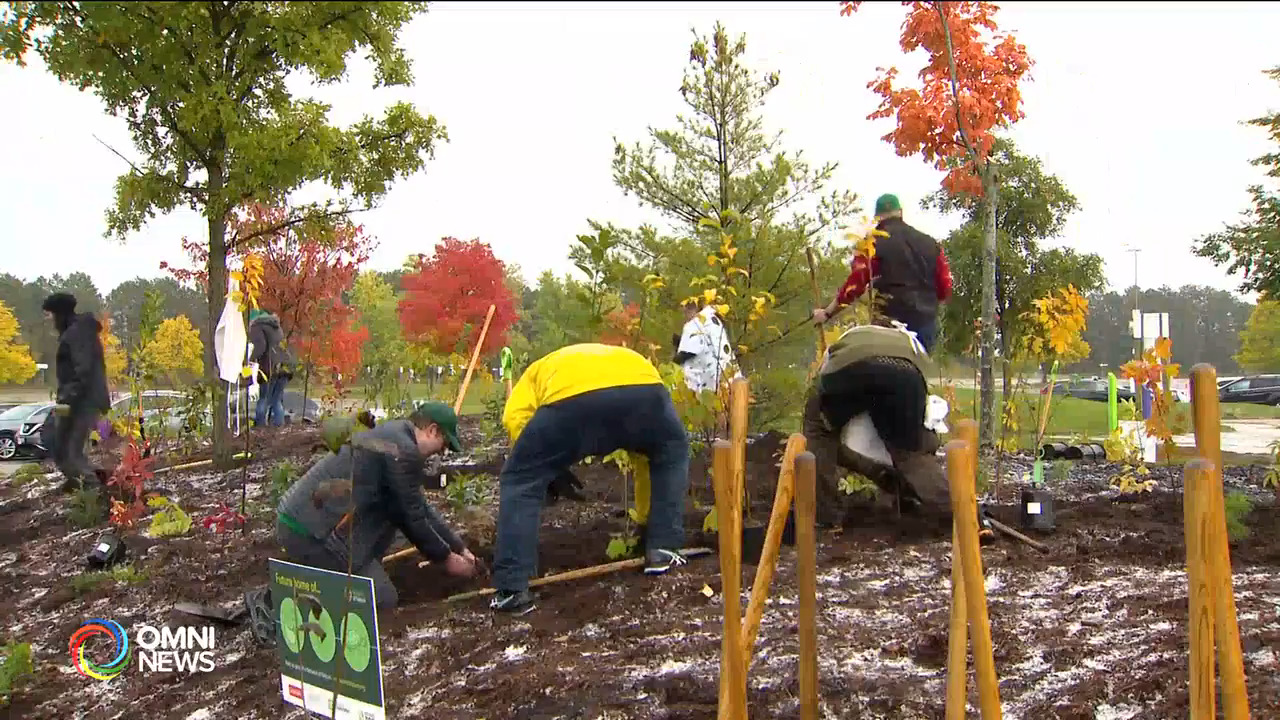 多倫多動物園植樹活動加强生態系統保護(ON)