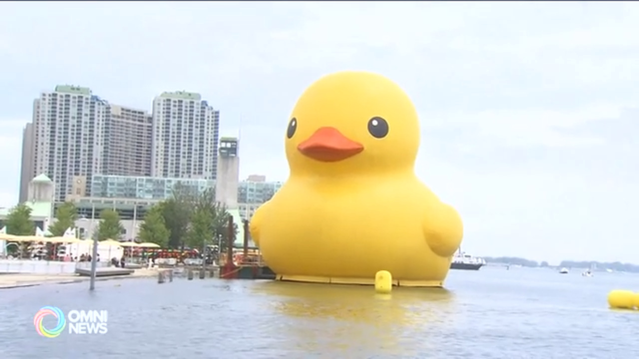 黄色小鸭重返多伦多湖滨