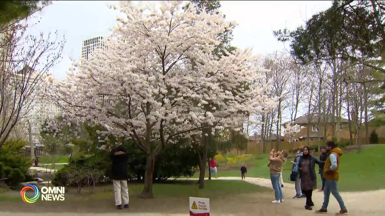 Cherry blossom bloom in Kariya Park, Mississauga