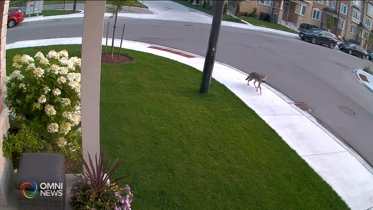 士嘉堡又發現郊狼 一小狗受傷 -- Jul 21, 2021 (ON)