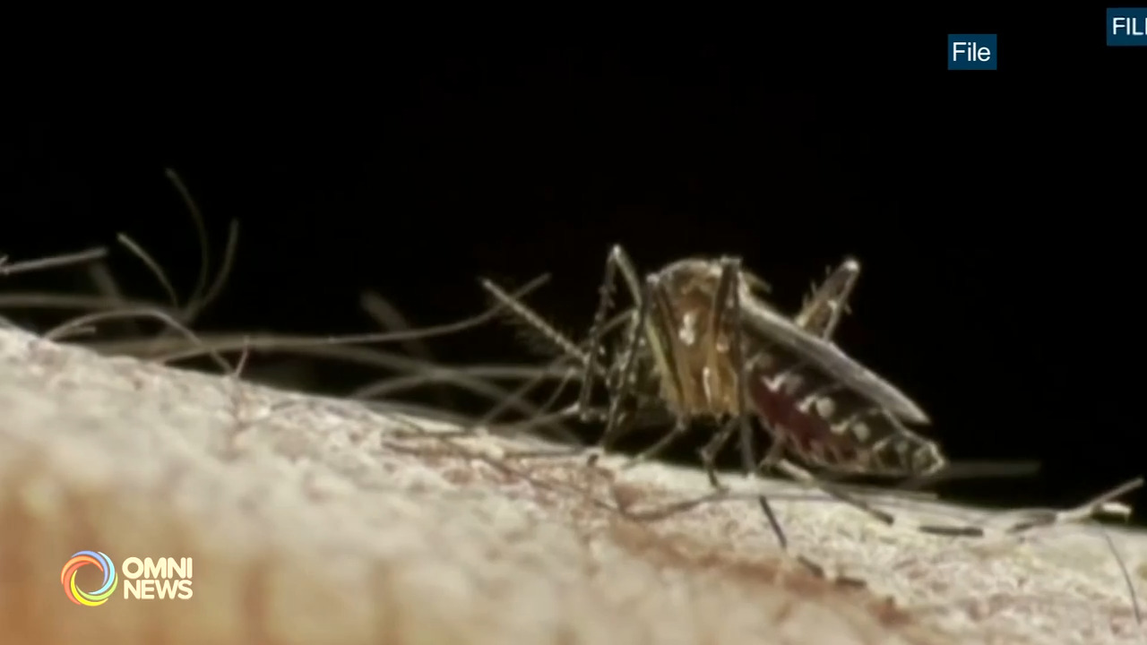 多伦多发现携带西尼罗病毒的蚊子