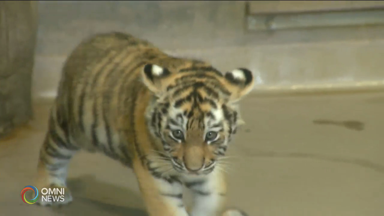 多倫多動物園展出西伯利亞老虎BB -- Jul 13, 2021 (ON)