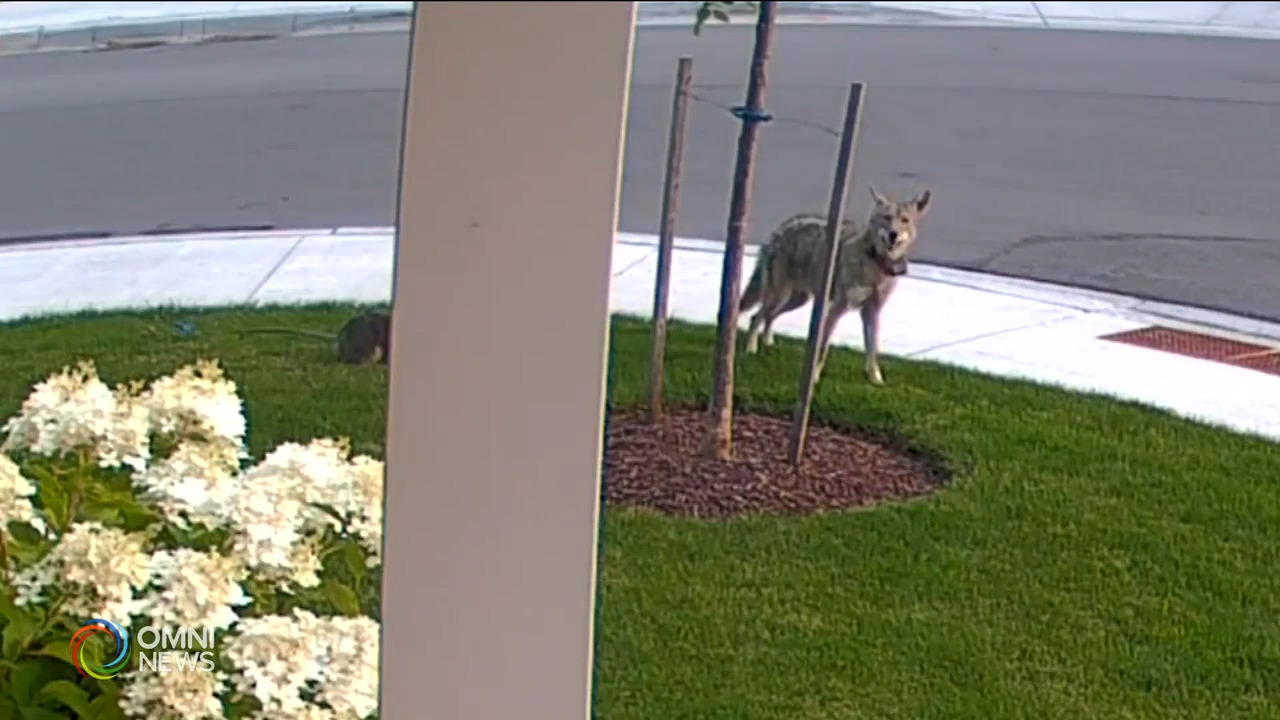 多市府就郊狼袭击事件展开调查－ Jul 27, 2021