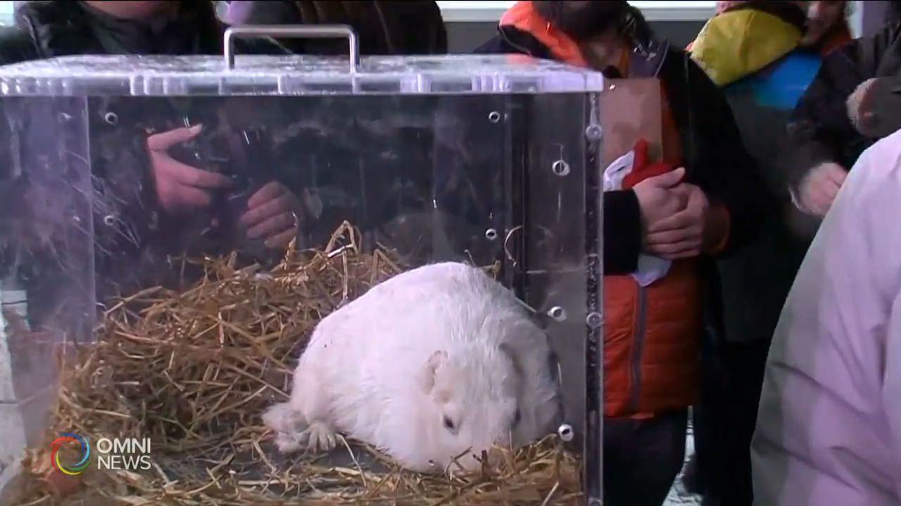 土撥鼠日預測春季提早降臨 -- Feb 02, 2021 (ON)