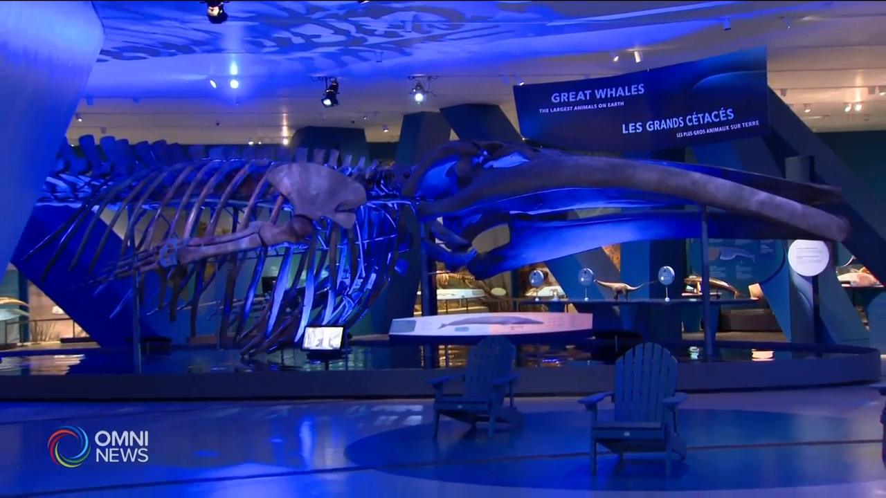 安省皇家博物馆鲸鱼展－ Jul 16, 2021