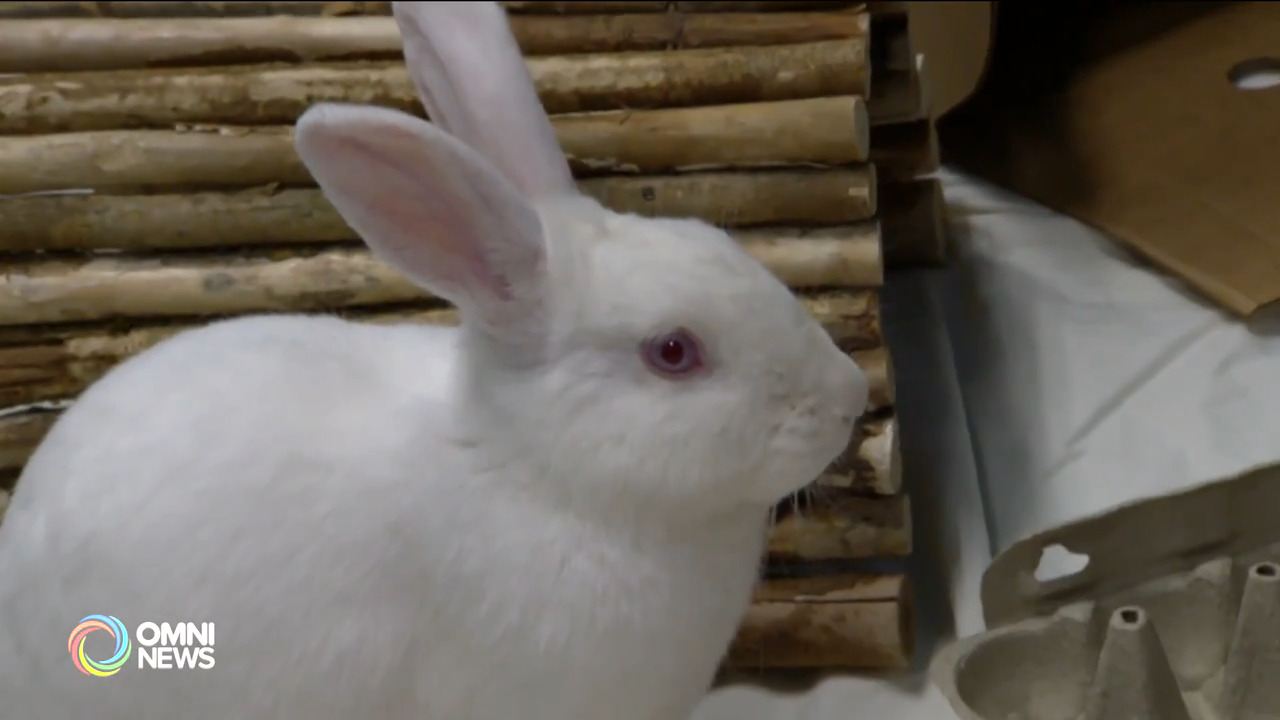 多倫多動物協會呼籲收養兔子