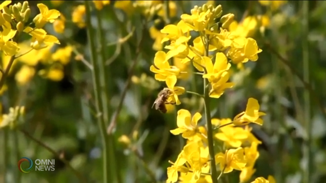 关注加拿大油菜农面临的挑战