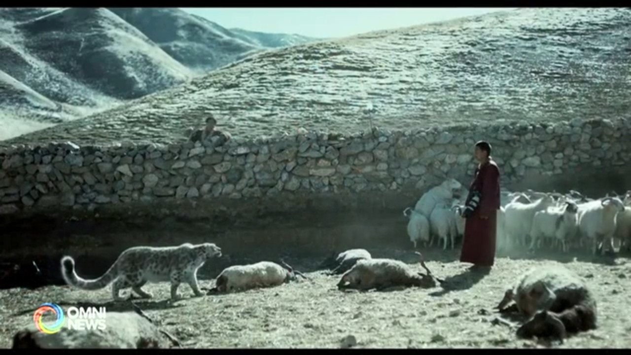 TIFF展示亚洲电影疫后的发展态势