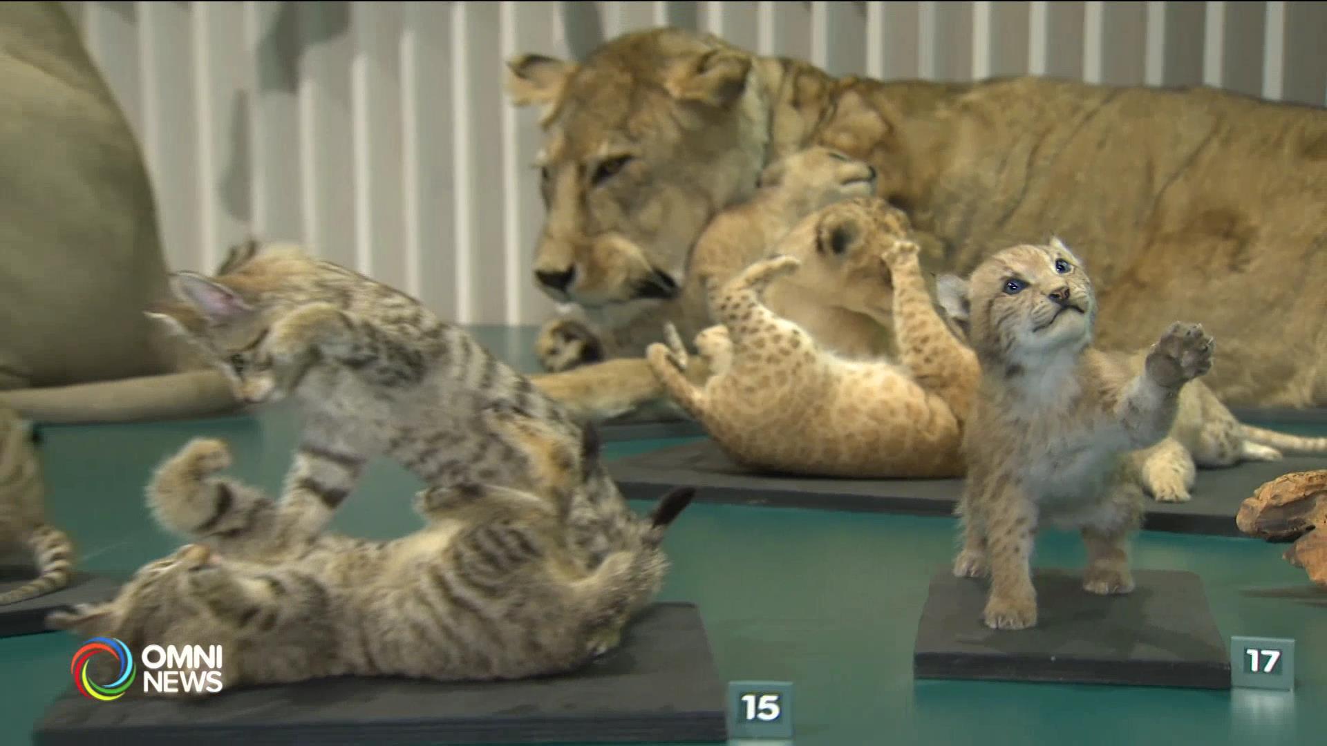 皇家安省博物馆猫科动物展