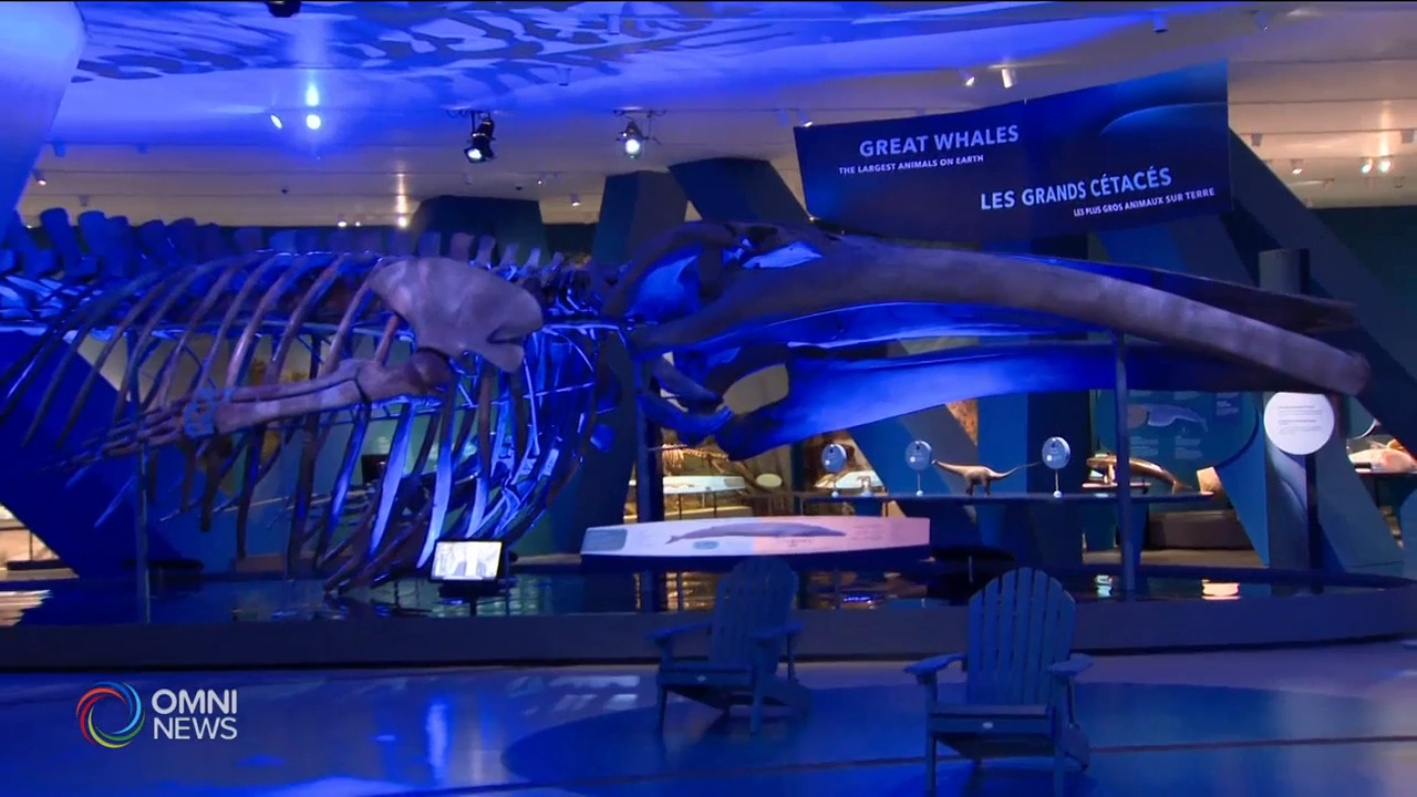 安省皇家博物館明天星期六重新開放 -- Jul 16, 2021 (ON)
