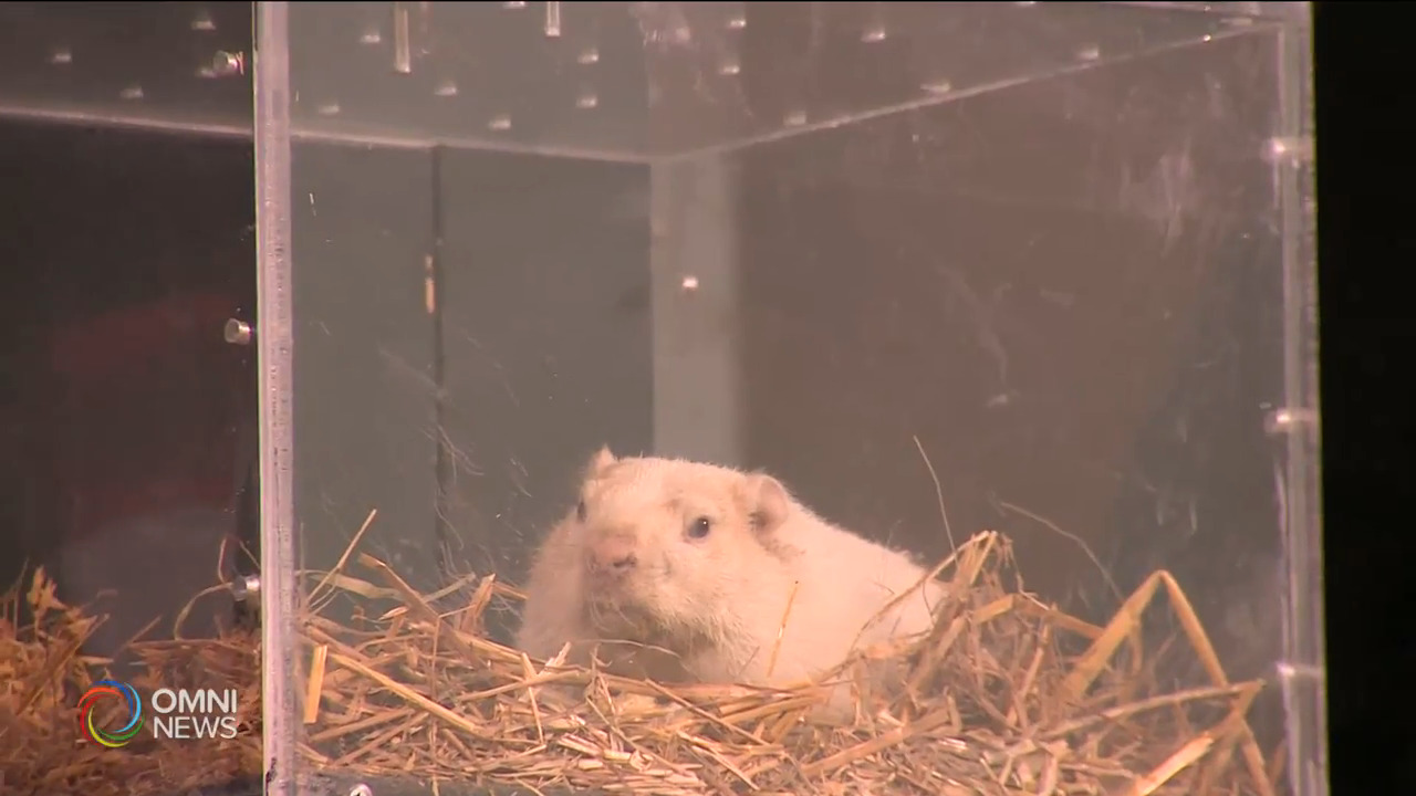 明天土撥鼠日改為視像直播 -- Feb 01, 2021 (ON)