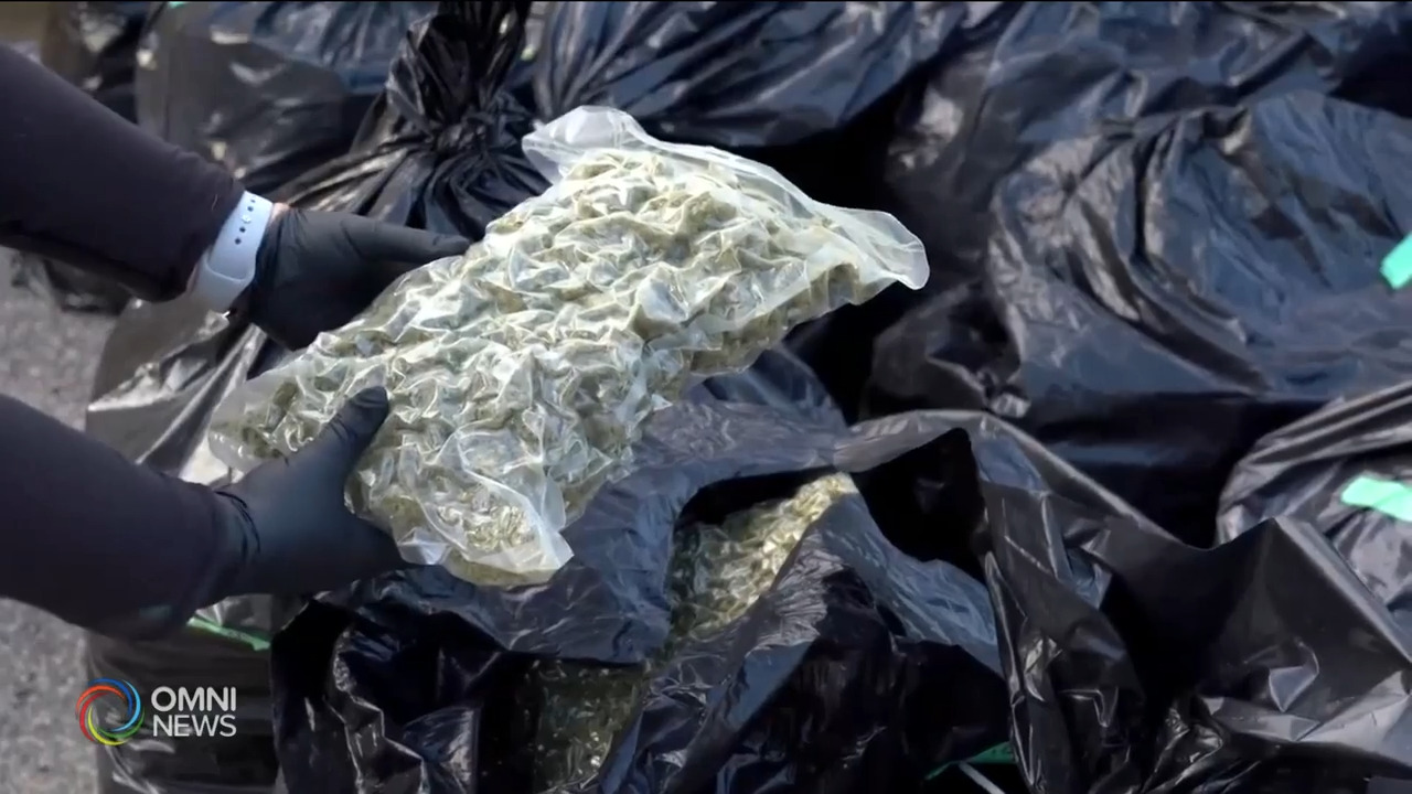 约克区警方破获大型贩毒工场－ Aug 20, 2021 (ON)