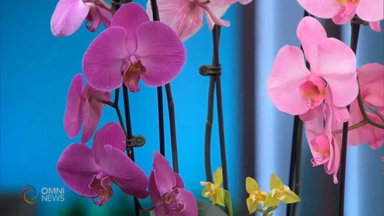 多伦多兰艺会主办第20届兰花展