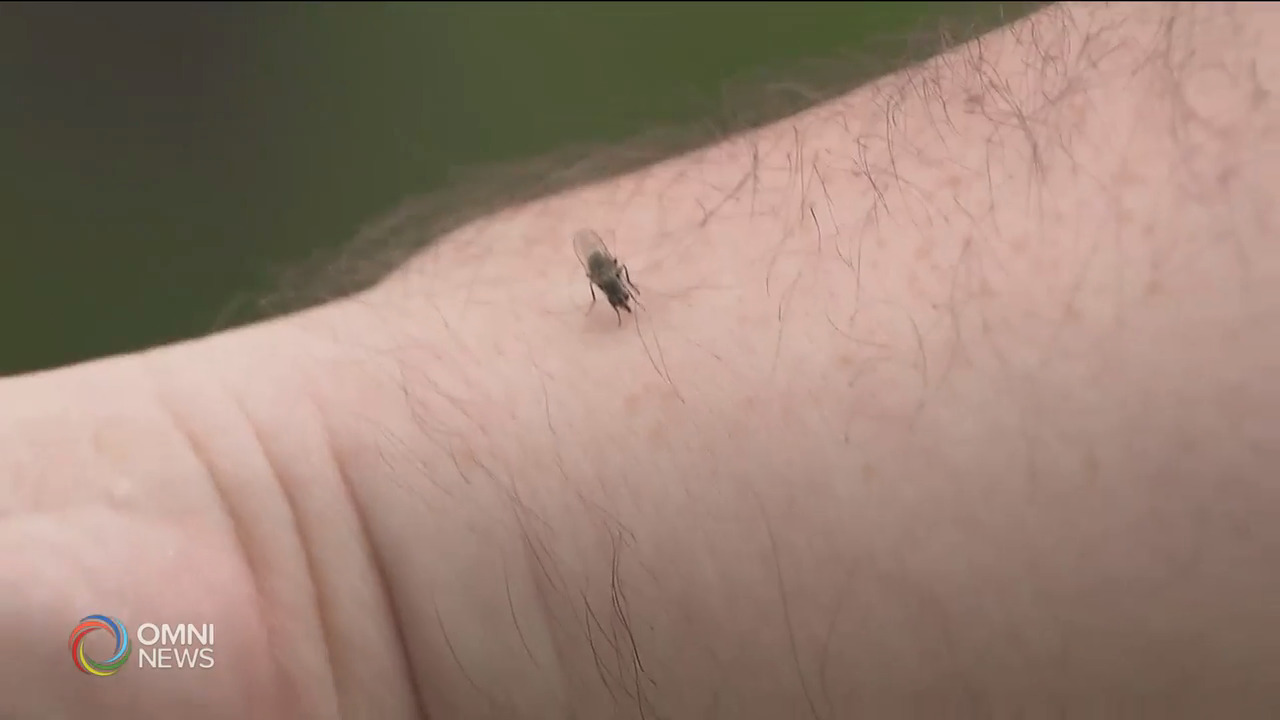 萬錦市發現西尼羅病毒蚊隻 -- Jul 30, 2021 (ON)